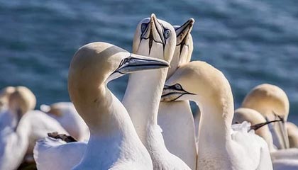 巴萨担忧法蒂处境，考虑召回重新外租|巴塞罗那|安苏·法蒂|摩纳哥|俱乐部|身价_新浪体育_新浪新闻