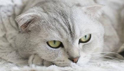 巴萨担忧法蒂处境，考虑召回重新外租|巴塞罗那|安苏·法蒂|摩纳哥|俱乐部|身价_新浪体育_新浪新闻