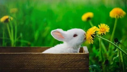 巴萨担忧法蒂处境，考虑召回重新外租|巴塞罗那|安苏·法蒂|摩纳哥|俱乐部|身价_新浪体育_新浪新闻